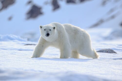 polar